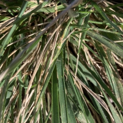 Nassella neesiana (Chilean Needlegrass) at Mount Majura - 9 Jan 2021 by waltraud