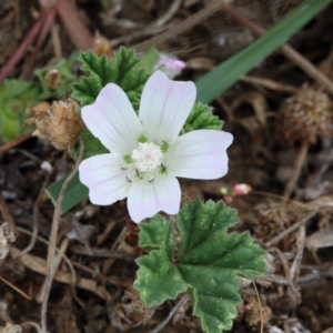 Malva neglecta at O'Connor, ACT - 15 Dec 2020