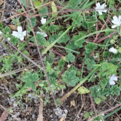 Malva neglecta at O'Connor, ACT - 15 Dec 2020