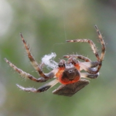 Dolophones sp. (genus) (Wrap-around spider) at Dryandra St Woodland - 15 Dec 2020 by ConBoekel