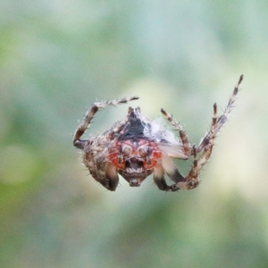 Dolophones sp. (genus) at O'Connor, ACT - 15 Dec 2020