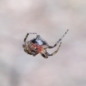 Dolophones sp. (genus) at O'Connor, ACT - 15 Dec 2020