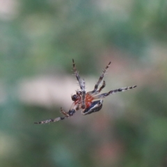 Dolophones sp. (genus) at O'Connor, ACT - 15 Dec 2020