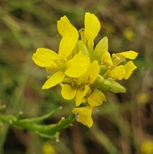 Sisymbrium officinale at Cook, ACT - 4 Jan 2021