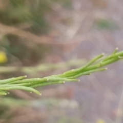 Sisymbrium officinale at Cook, ACT - 4 Jan 2021