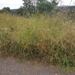 Sisymbrium officinale at Cook, ACT - 4 Jan 2021 09:27 AM