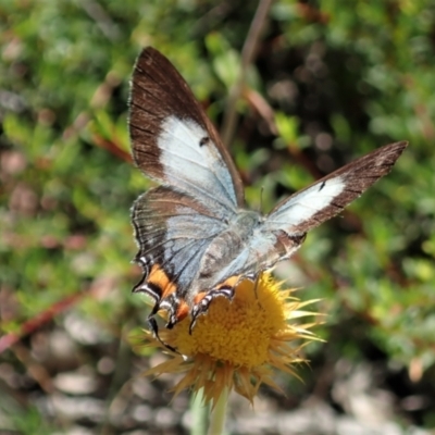 Jalmenus evagoras (Imperial Hairstreak) at Downer, ACT - 8 Jan 2021 by CathB