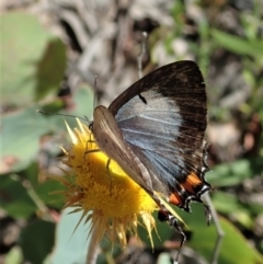 Jalmenus evagoras at Downer, ACT - 8 Jan 2021