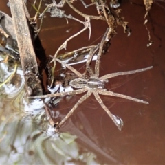 Dolomedes (genus) (Fishing spider) at Downer, ACT - 8 Jan 2021 by CathB