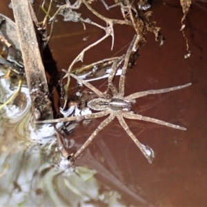 Dolomedes (genus) at Downer, ACT - 8 Jan 2021 03:08 PM