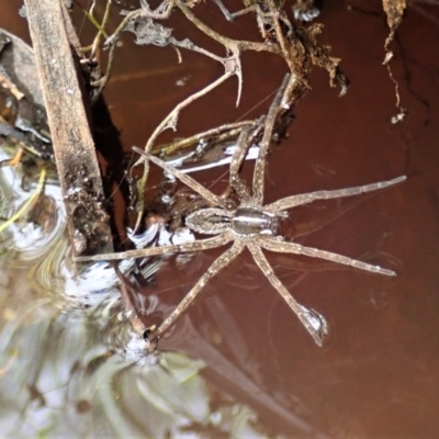 Dolomedes sp. (genus) (Fishing spider) at Black Mountain - 8 Jan 2021 by CathB