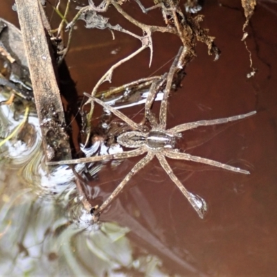 Dolomedes (genus) (Fishing spider) at Downer, ACT - 8 Jan 2021 by CathB