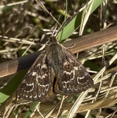 Synemon plana (Golden Sun Moth) at Curtin, ACT - 8 Jan 2021 by RAllen