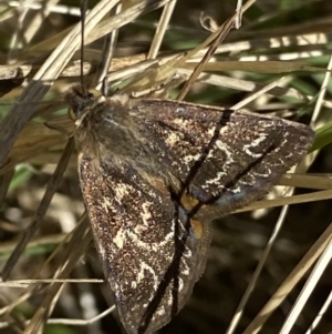 Synemon plana at Curtin, ACT - 9 Jan 2021 09:42 AM