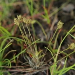 Centrolepis strigosa (Hairy Centrolepis) at Black Mountain - 8 Jan 2021 by CathB