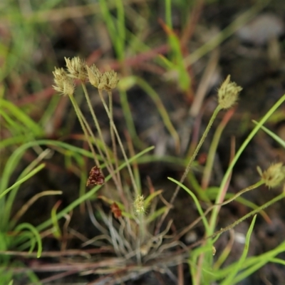 Centrolepis strigosa (Hairy Centrolepis) at Black Mountain - 8 Jan 2021 by CathB