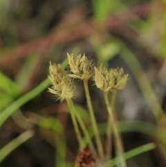 Centrolepis strigosa at Downer, ACT - 8 Jan 2021