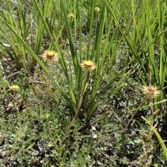 Coronidium oxylepis subsp. lanatum (Woolly Pointed Everlasting) at Downer, ACT - 8 Jan 2021 by CathB