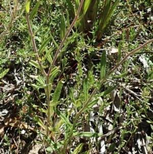 Coronidium oxylepis subsp. lanatum at Downer, ACT - 8 Jan 2021