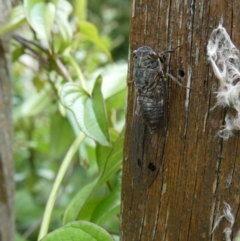 Galanga labeculata (Double-spotted cicada) at Curtin, ACT - 7 Jan 2021 by arjay