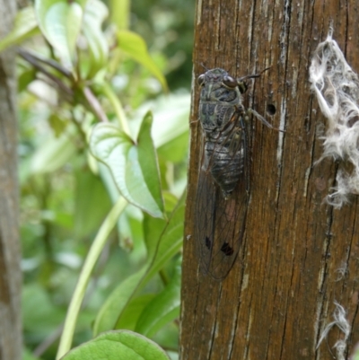 Galanga labeculata (Double-spotted cicada) at Curtin, ACT - 7 Jan 2021 by arjay