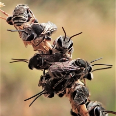 Lipotriches sp. (genus) (Halictid bee) at Mount Painter - 7 Jan 2021 by CathB