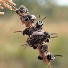 Lipotriches sp. (genus) at Cook, ACT - 7 Jan 2021