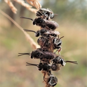 Lipotriches sp. (genus) at Cook, ACT - 7 Jan 2021