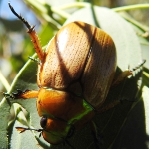 Anoplognathus brunnipennis at Stromlo, ACT - suppressed