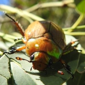 Anoplognathus brunnipennis at Stromlo, ACT - suppressed