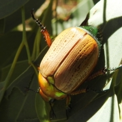 Anoplognathus brunnipennis at Stromlo, ACT - suppressed