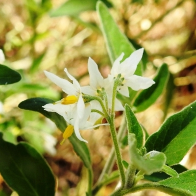 Solanum sp. (Tomato) at Lions Youth Haven - Westwood Farm A.C.T. - 10 Jan 2021 by HelenCross