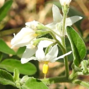 Solanum sp. at Stromlo, ACT - 10 Jan 2021