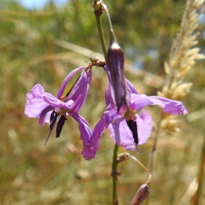 Arthropodium fimbriatum (Nodding Chocolate Lily) at Tuggeranong DC, ACT - 10 Jan 2021 by HelenCross