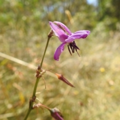 Arthropodium fimbriatum at Tuggeranong DC, ACT - 10 Jan 2021