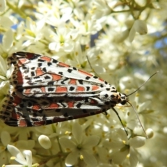 Utetheisa pulchelloides (Heliotrope Moth) at Lions Youth Haven - Westwood Farm A.C.T. - 10 Jan 2021 by HelenCross