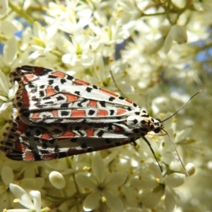 Utetheisa pulchelloides at Kambah, ACT - suppressed