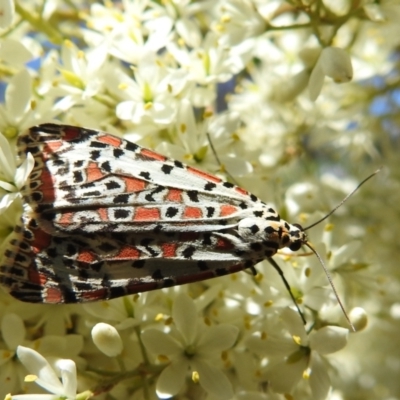 Utetheisa pulchelloides (Heliotrope Moth) at Kambah, ACT - 10 Jan 2021 by HelenCross