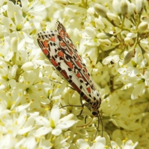 Utetheisa pulchelloides at Kambah, ACT - suppressed