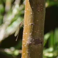 Coenagrionidae (family) (Unidentified damselfly) at Cook, ACT - 3 Mar 2018 by Tammy