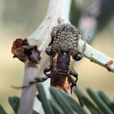 Ancita marginicollis (A longhorn beetle) at Cook, ACT - 9 Jan 2021 by CathB