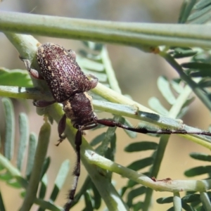 Ancita marginicollis at Cook, ACT - 10 Jan 2021 09:58 AM