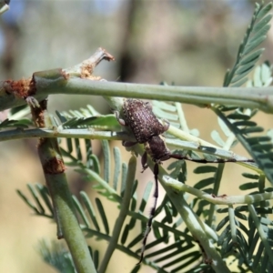 Ancita marginicollis at Cook, ACT - 10 Jan 2021