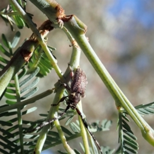 Ancita marginicollis at Cook, ACT - 10 Jan 2021