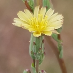 Lactuca serriola f. serriola (Prickly Lettuce) at Cook, ACT - 3 Jan 2021 by drakes