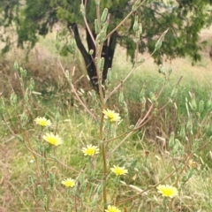 Lactuca serriola f. serriola at Cook, ACT - 4 Jan 2021