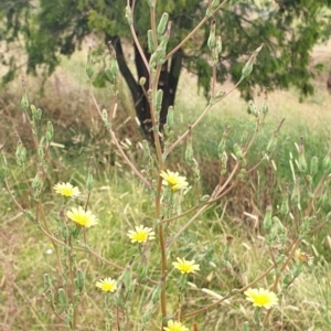 Lactuca serriola f. serriola at Cook, ACT - 4 Jan 2021