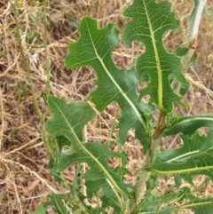 Lactuca serriola f. serriola at Cook, ACT - 4 Jan 2021