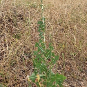 Lactuca serriola f. serriola at Cook, ACT - 4 Jan 2021