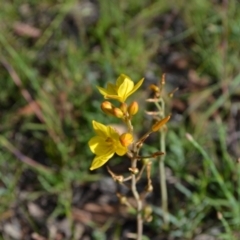 Bulbine bulbosa (Golden Lily) at Yass River, NSW - 31 Oct 2020 by 120Acres